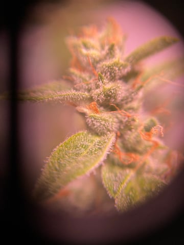 pineapple Express  — flower, day 27