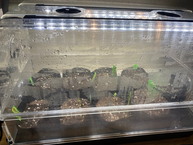 Solfire Gardens Grow — germination, day 7