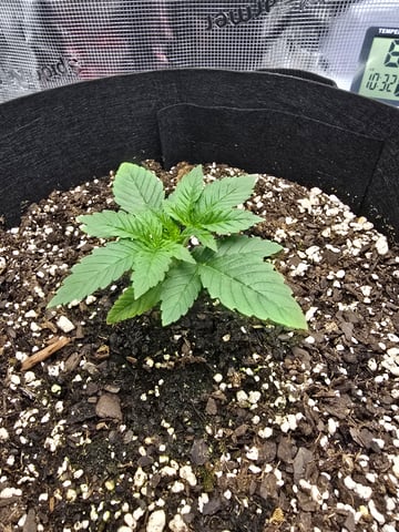 Northern lights #10 (Alaska) — vegetative, day 11