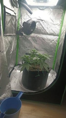 Critical Purple Kush — vegetative, day 59