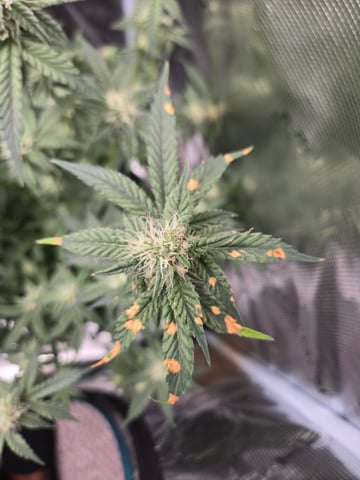 1st Grow — flower, day 127