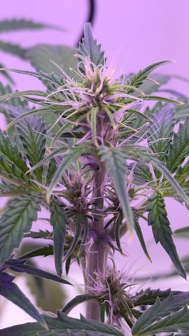 Northern Lights  — flower, day 36