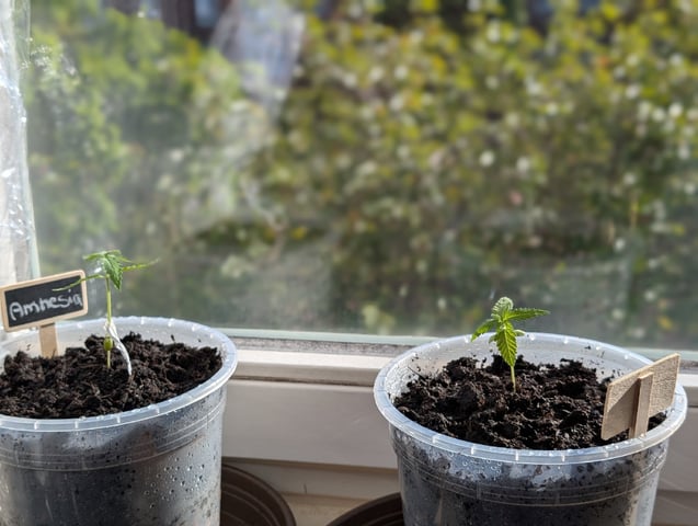 My First Grow 🪴 April '26 — seedling_rooting, day 18