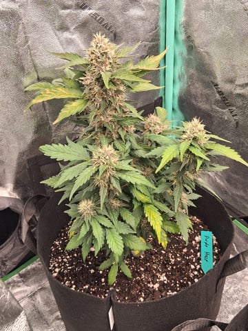 Lemon Cherry Cookies, Purple Haze and Strawberry Gorilla Grows — flower, day 7