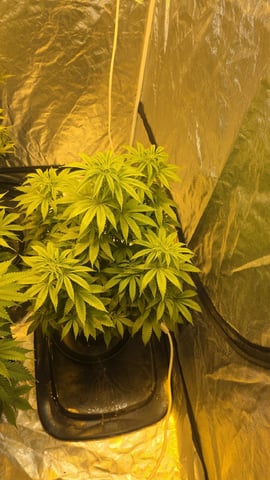 Possible Switch — flower, day 21