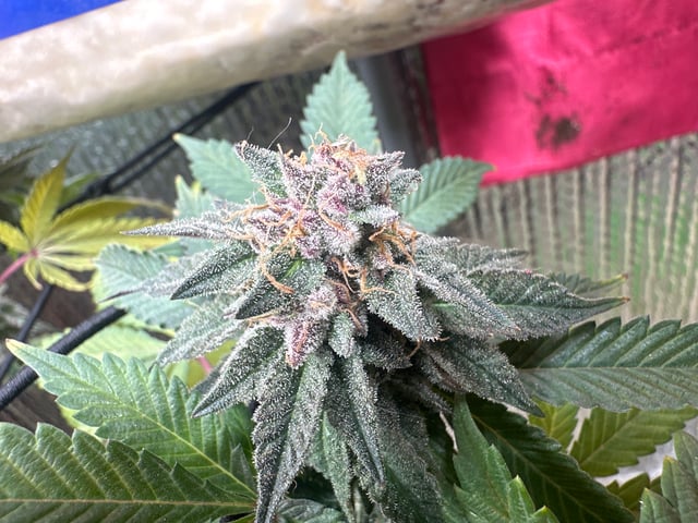 Gelly Mama and Sugar Tree — flower, day 124