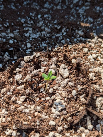 Pineapple Express Auto  — seedling_rooting, day 10