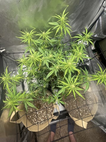 3x3 Grow — flower, day 13