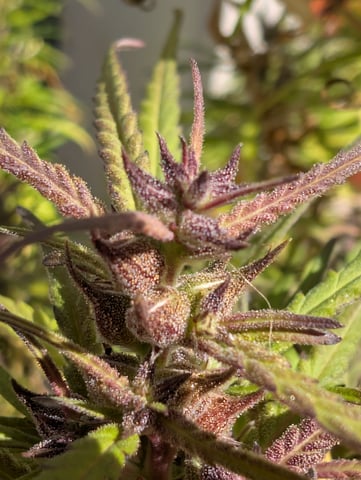 outdoor — flower, day 164