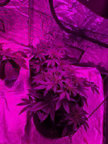 Apple fritta — vegetative, day 34