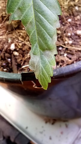 Jack hearer/Jack the ripper? — vegetative, day 65