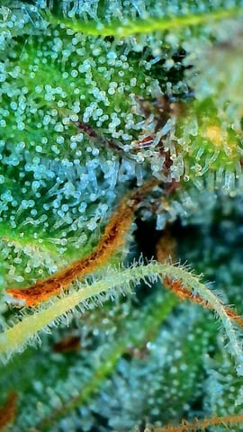 gorilla cookies  — flower, day 49