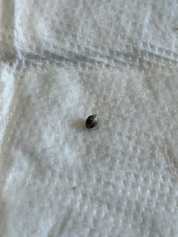 First ever grow — germination, day 1