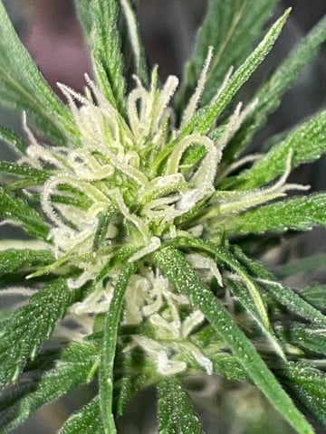 FIRST AUTO RUN — auto, day 23