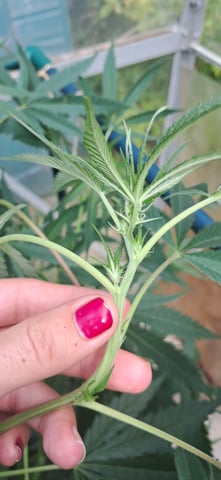 1st grow (green house)(natural) — flower, day 73