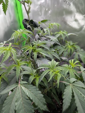 First Grow — flower, day 34