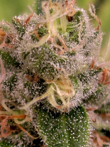 Dirty Bird - Thousand Island Fem & Platinum Kush Breath Remix x Grape Cakehead Fem Photo  — flower, day 120