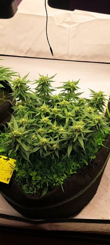 First Grow with the new setup  — auto, day 55