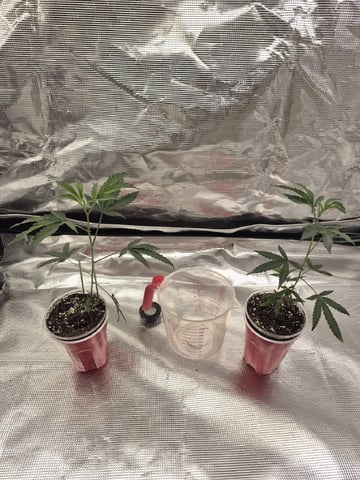 Girl Scout Cookies