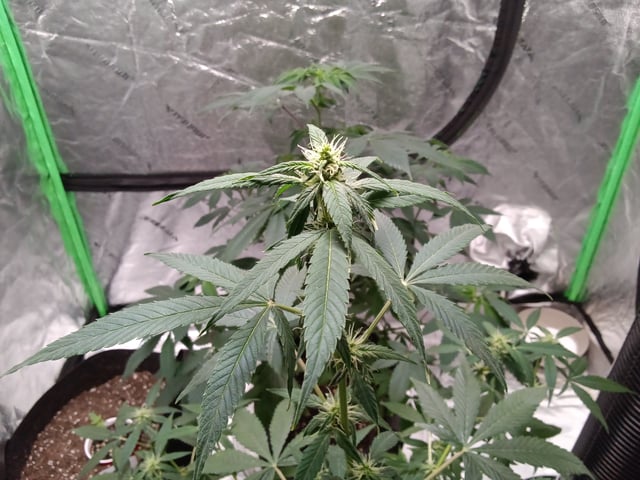 Blackberry Moonrocks Auto & Purple Tropicana Cookies Auto — flower, day 32