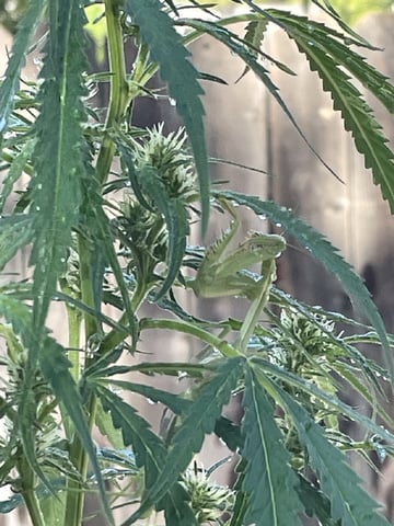  Apollo outdoor — flower, day 47