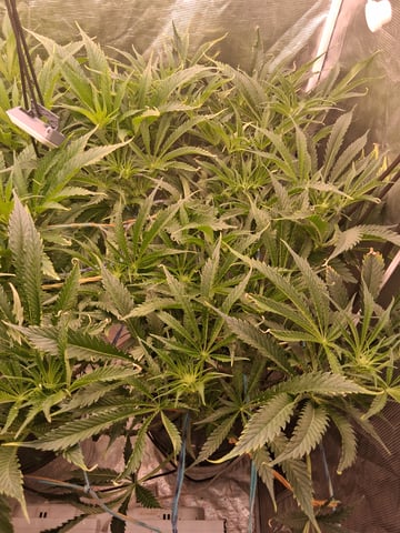 Blueberry OG Kush — flower, day 3