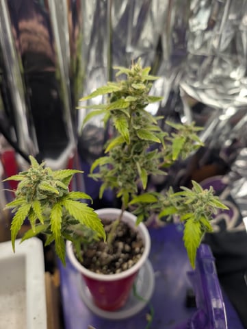 Zkittlez (Auto) — vegetative, day 16