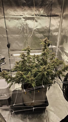 Jelousy Fast(Photo) & Ultra Voilet (Auto) — flower, day 66