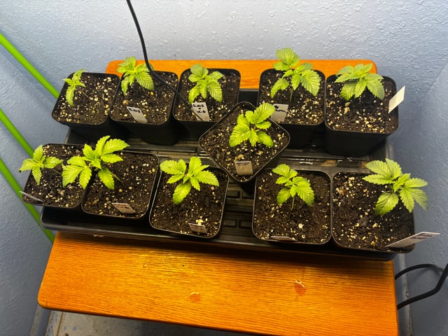 Mixed Freebies — seedling_rooting, day 16