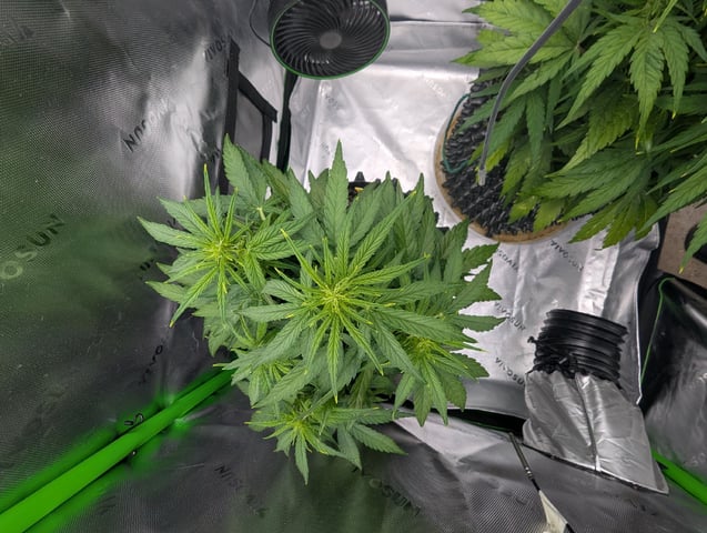 Titan F1 grow  — vegetative, day 45