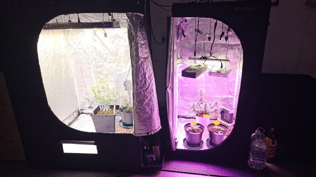 first grow adventure  — flower, day 69