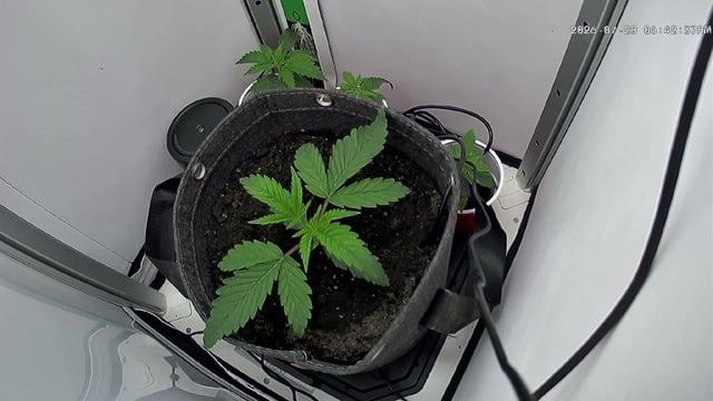 Blue Dream — vegetative, day 19