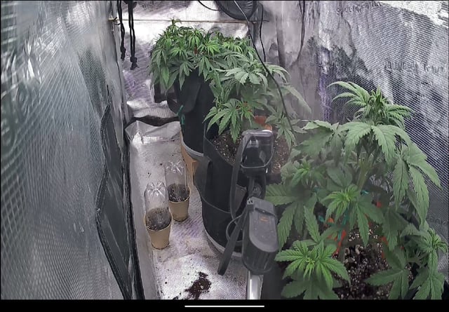 Moving On — vegetative, day 7