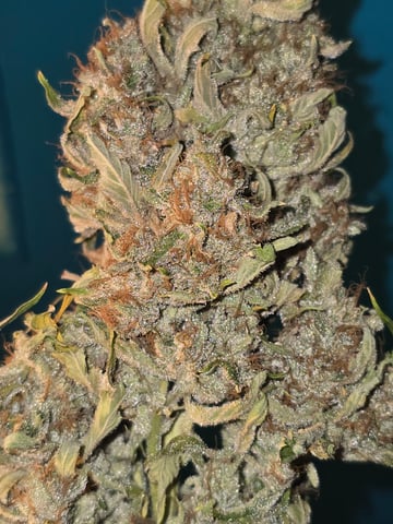 First Autoflower Indoor — harvest, day 42