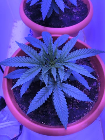 unknown strain 1st grow — vegetative, day 13
