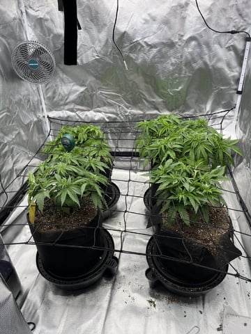 best budz — vegetative, day 17