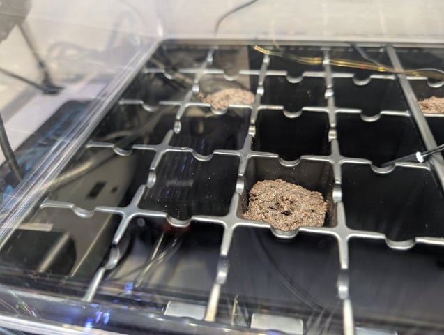 RQ: 2 Royal Cookies — germination, day 1