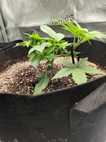 OG III — seedling_rooting, day 20