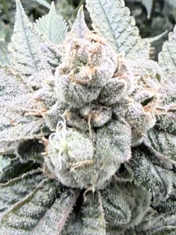 first grow clones 