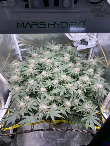 blackberry marshmallows  — flower, day 120