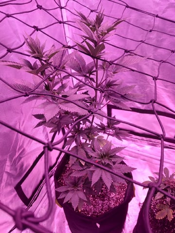 CountryG  — seedling_rooting, day 75