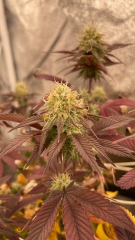 ❄️💚❄️WinterGrow❄️💚❄️ — flower, day 99