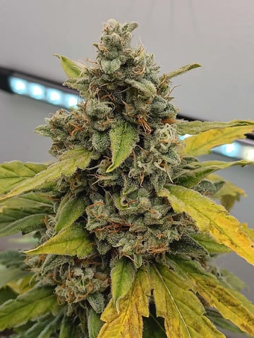 Lemon Cherry Gelato Closet Grow — flower, day 7