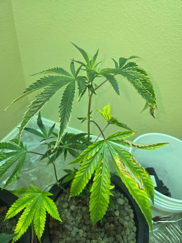 first time closet phx az — vegetative, day 2