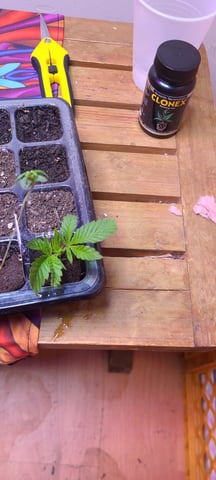 Alaskan bananaberry auto — vegetative, day 7