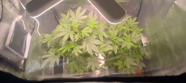 frst grow tent grow — auto, day 47