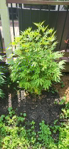 1st grow Dr. Nefario — flower, day 95