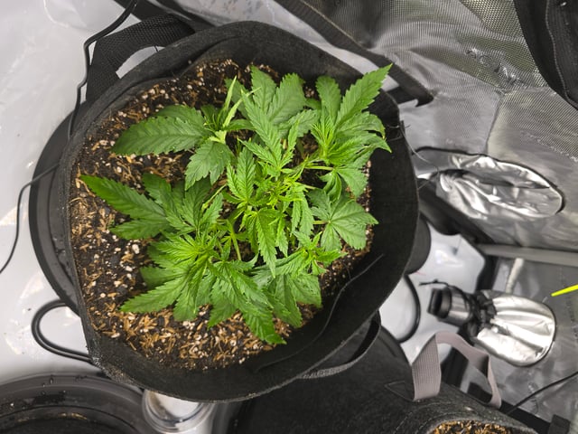 Purple Haze  — vegetative, day 17
