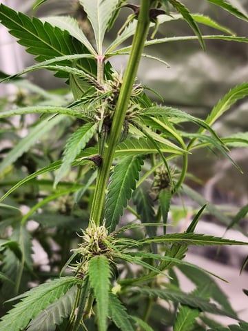 420 Fastbuds — flower, day 3