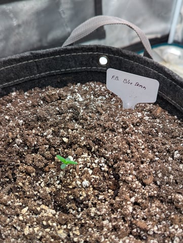 2025 EOY Grow — seedling_rooting, day 15